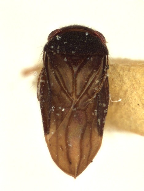 Corixidea major